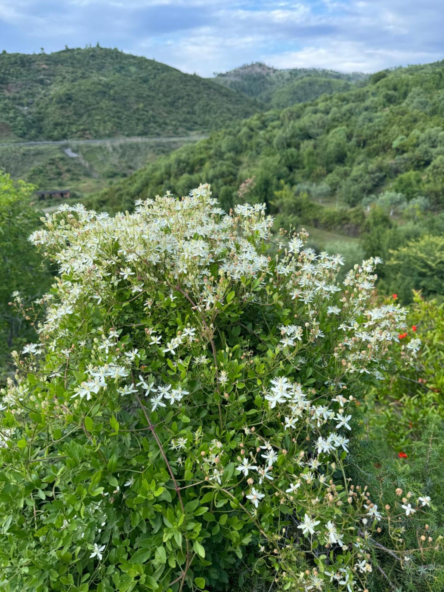 Qyteza Guest House & Camping Shkodër Exterior foto